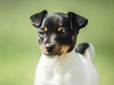 Toy Fox Terrier